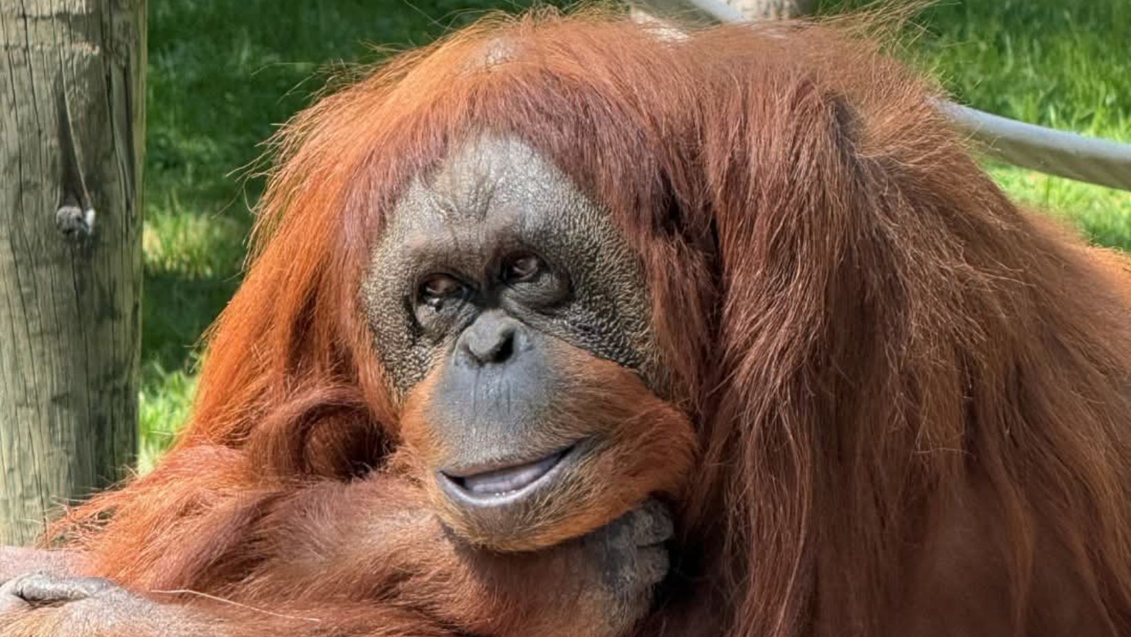 Zoológico de León busca reducir sobrepoblación de animales Zoológico de León busca reducir sobrepoblación de animales