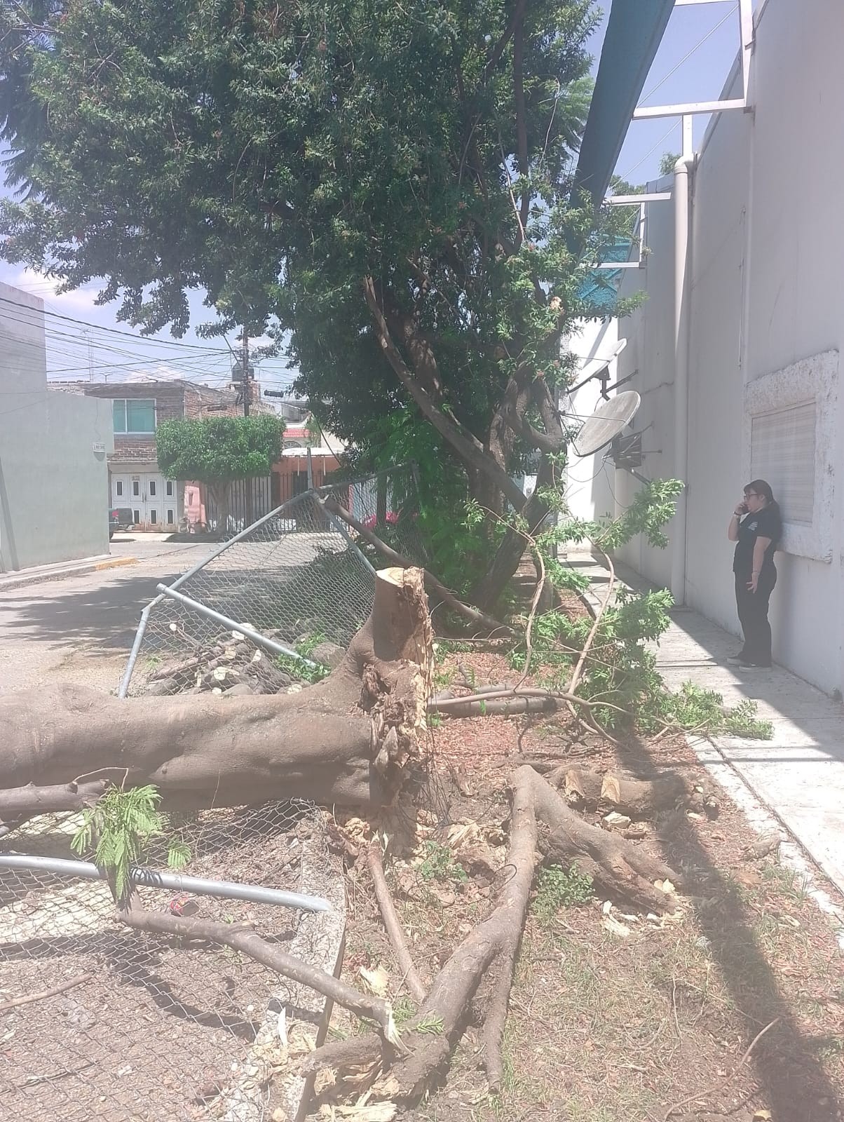 “Ya lo habían reportado”: árbol dañado cae sobre coche y lo deja inservible en León “Ya lo habían reportado”: árbol dañado cae sobre coche y lo deja inservible en León