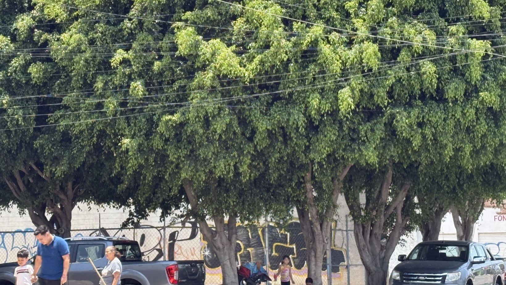 Ladrones usan árboles como escondite en Paseos del Molino Ladrones usan árboles como escondite en Paseos del Molino
