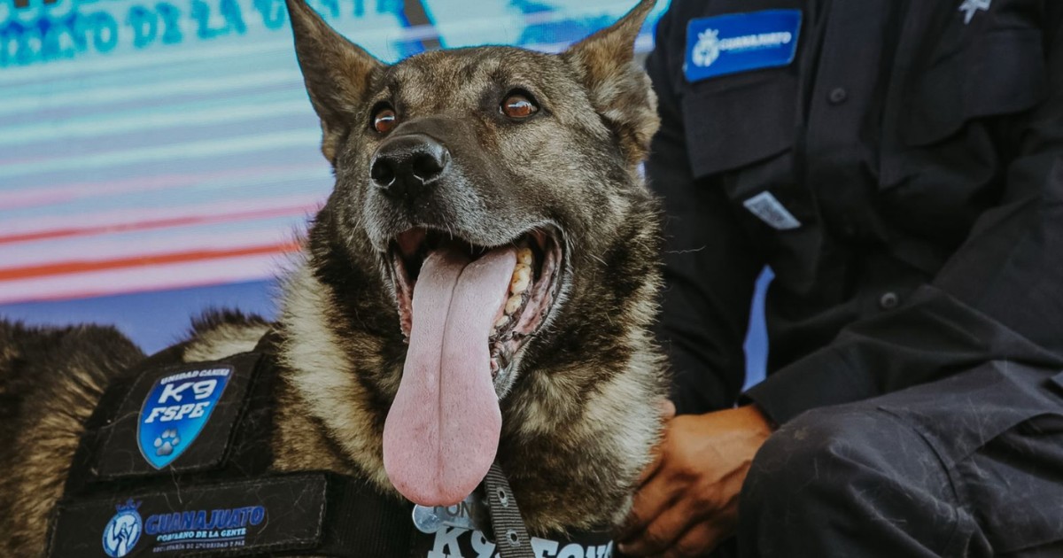 Héroes de cuatro patas: se jubilan 10 perros policías en Guanajuato; así será su nueva vida