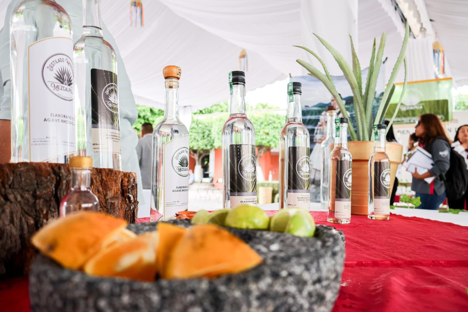 Obtienen Comonfort y otros municipios de Guanajuato denominación de origen del mezcal