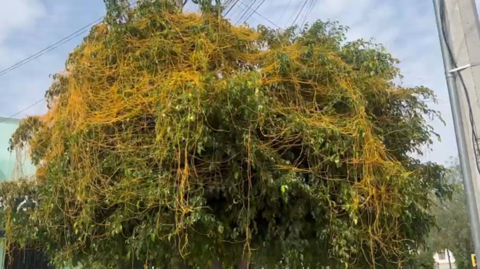 Recibe Ayuntamiento más de 600 reportes por plaga en árboles en la ciudad