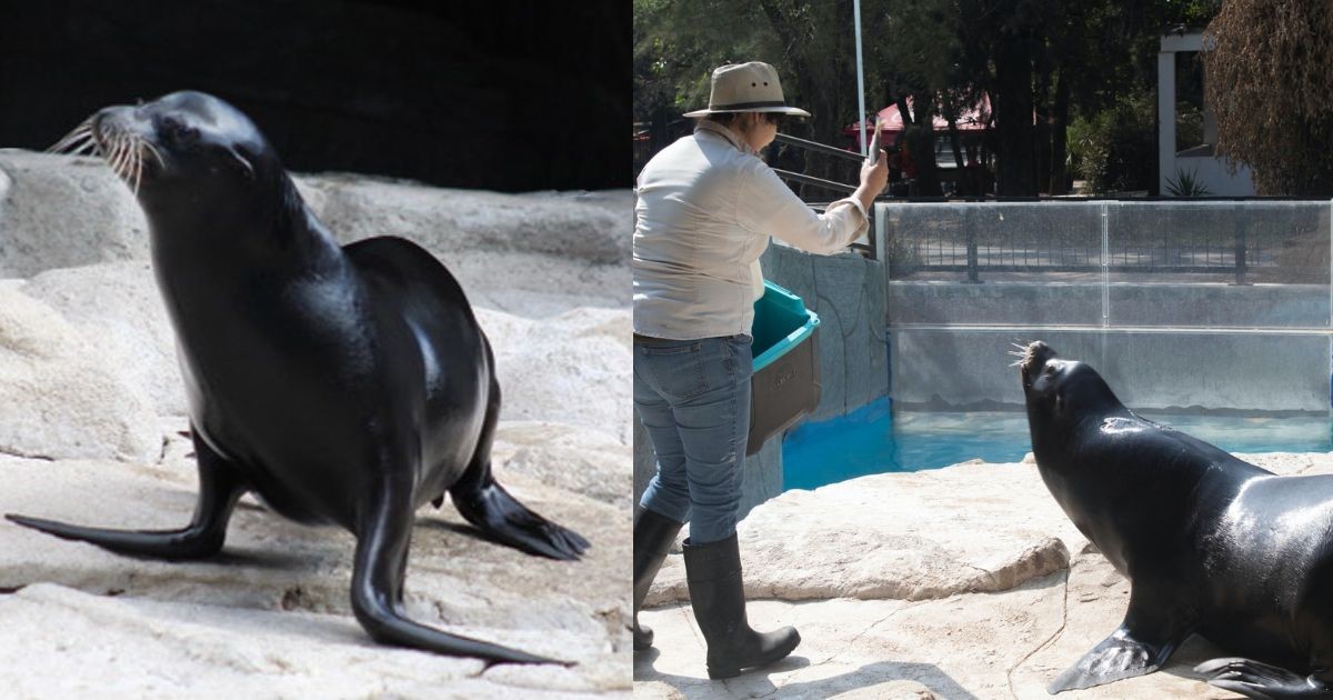 Muere loba marina tras evaluación médica preventiva en el Zoológico de León Muere loba marina tras evaluación médica preventiva en el Zoológico de León