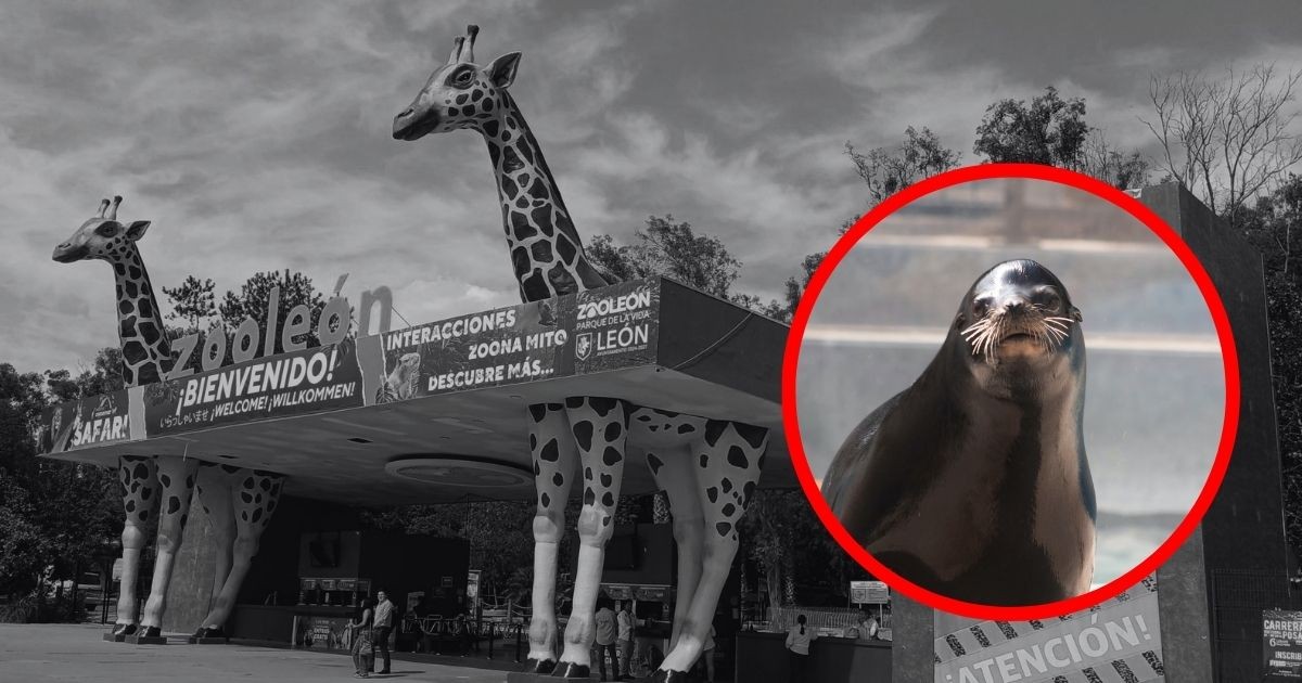 Muere loba marina tras evaluación médica preventiva en el Zoológico de León