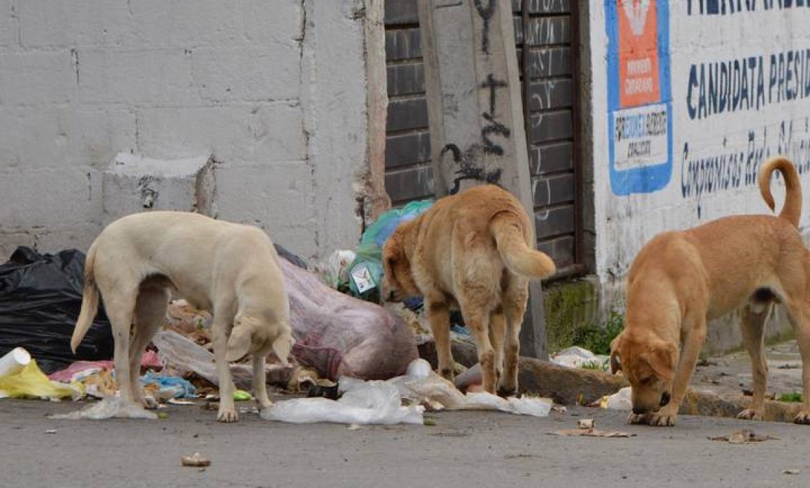 Alertan por riesgo de gusano barrenador en perros y gatos callejeros de Guanajuato