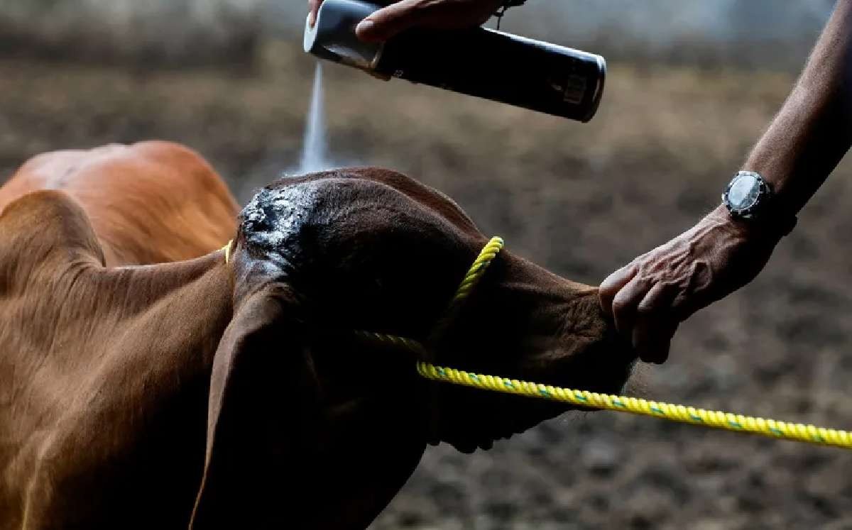 Apaseo el Grande se mantiene sin nuevos casos de gusano barrenador; adquirirán equipo preventivo