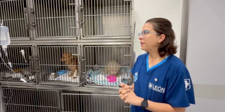 Hospital de Mascotas de León descarta casos de gusano barrenador en perros