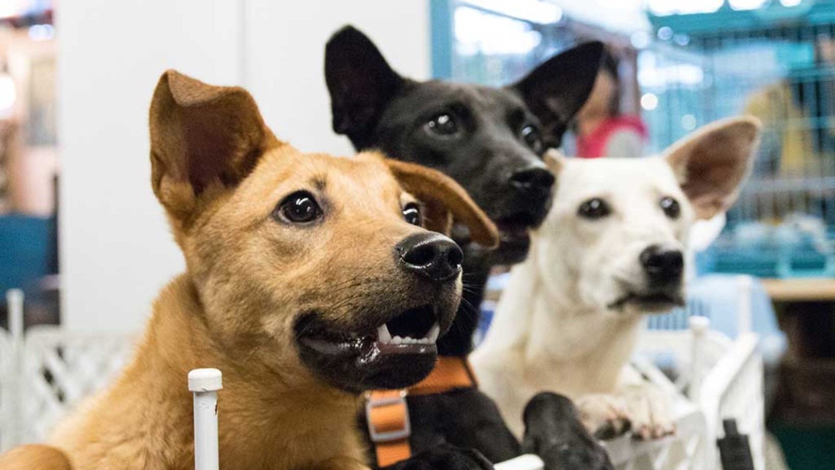 Perros y gatos rescatados buscan hogar en León