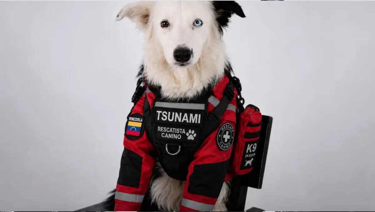 Tsunami, el perro rescatista que trae esperanza tras terremoto en Venezuela