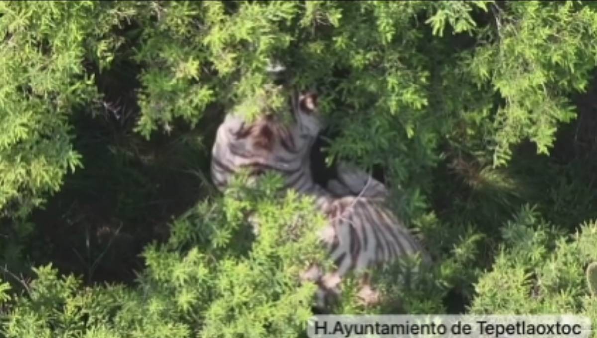 Tigre escapa de santuario en Estado de México