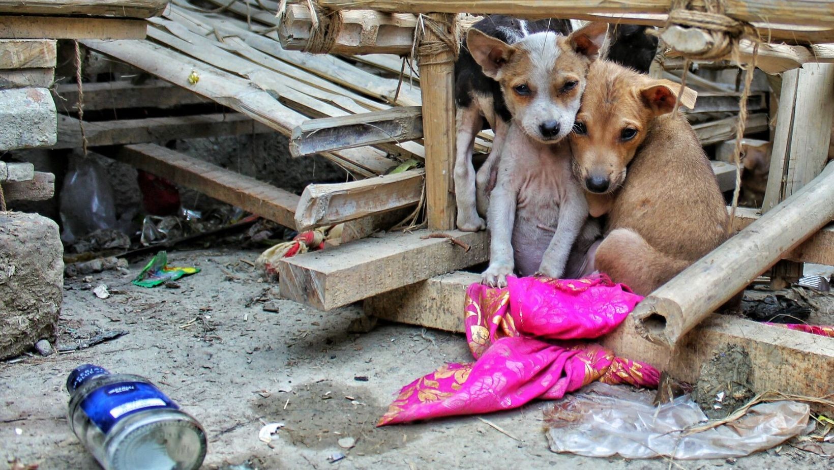 Salud de León explica el aumento de eutanasias en perros
