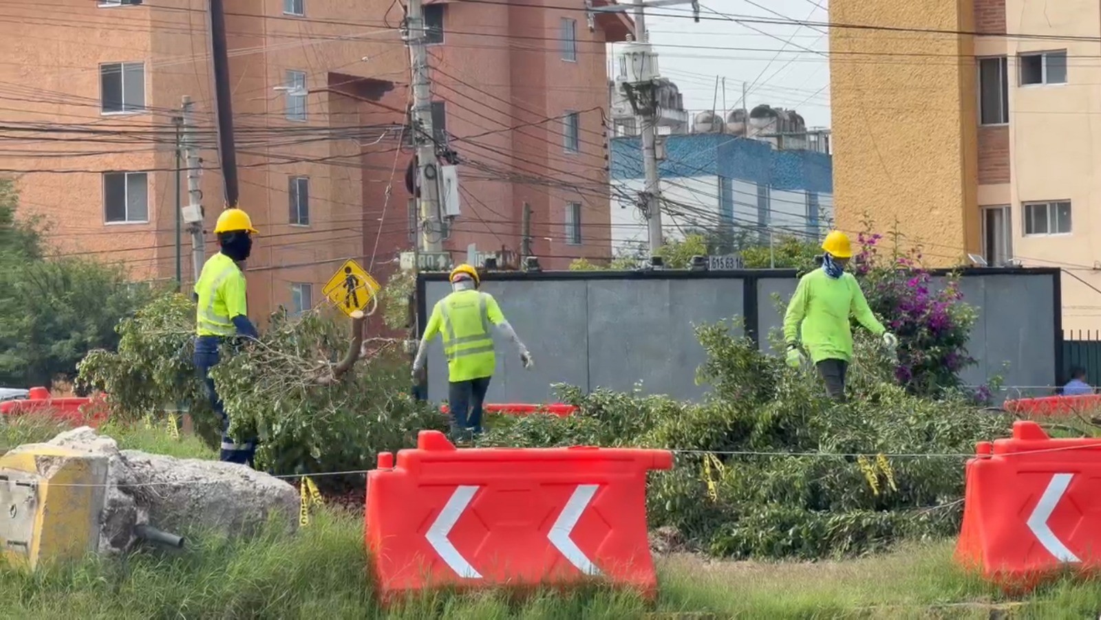 Alcalde de Celaya atribuye protesta contra tala de árboles a posibles intereses políticos
