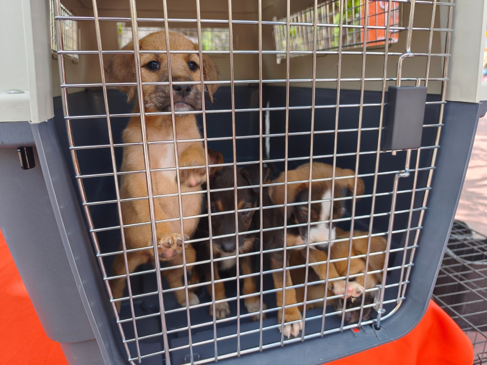 Impulsan adopción responsable de perros y gatos rescatados en Cortazar