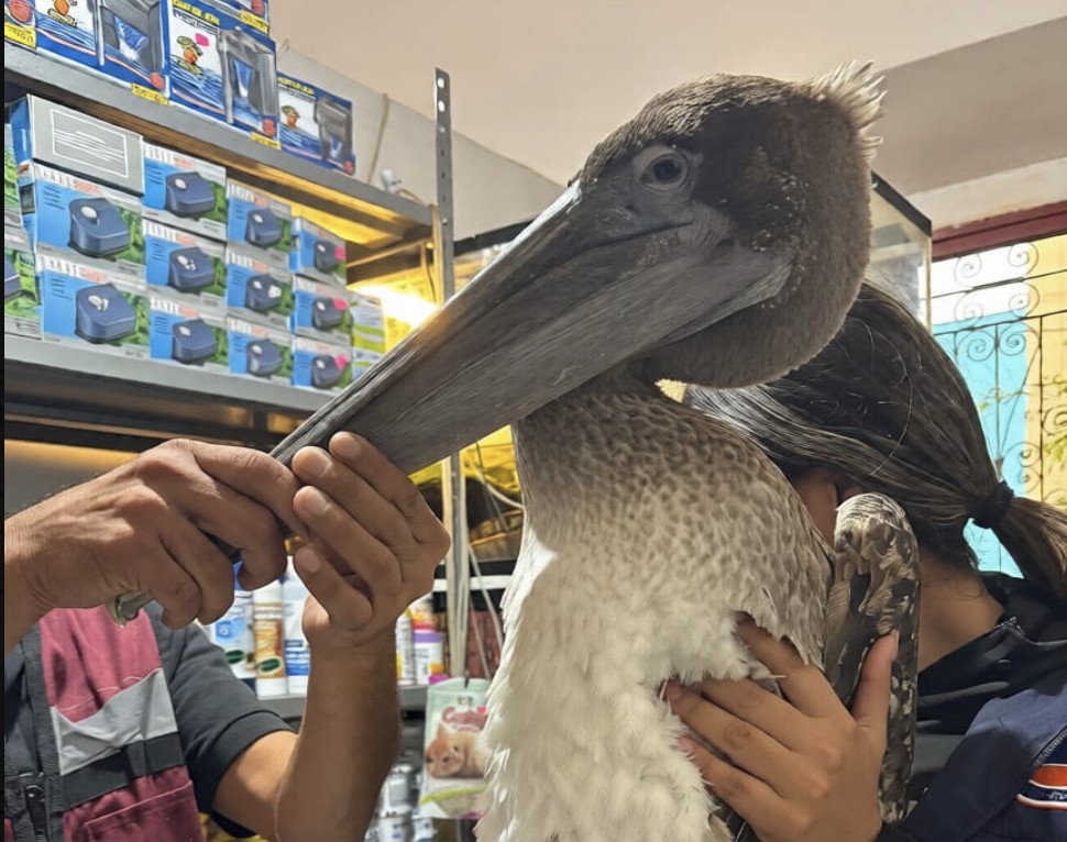 Rescatan en Celaya a pelícano lesionado que era ofrecido para venta ilegal en un tianguis