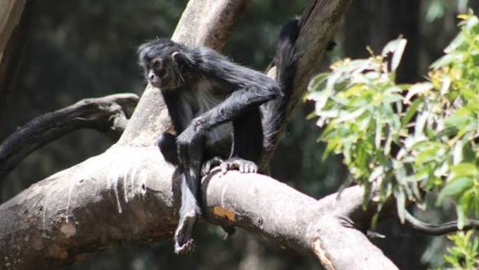ZooLeón informa muerte de dos monos araña en Guanajuato