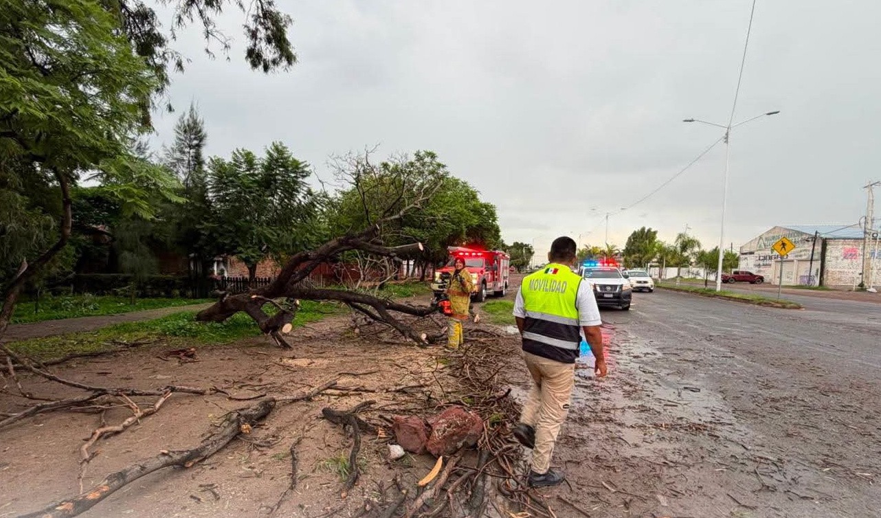 Tromba con granizo provoca caída de árboles, postes y encharcamientos en Juventino Rosas