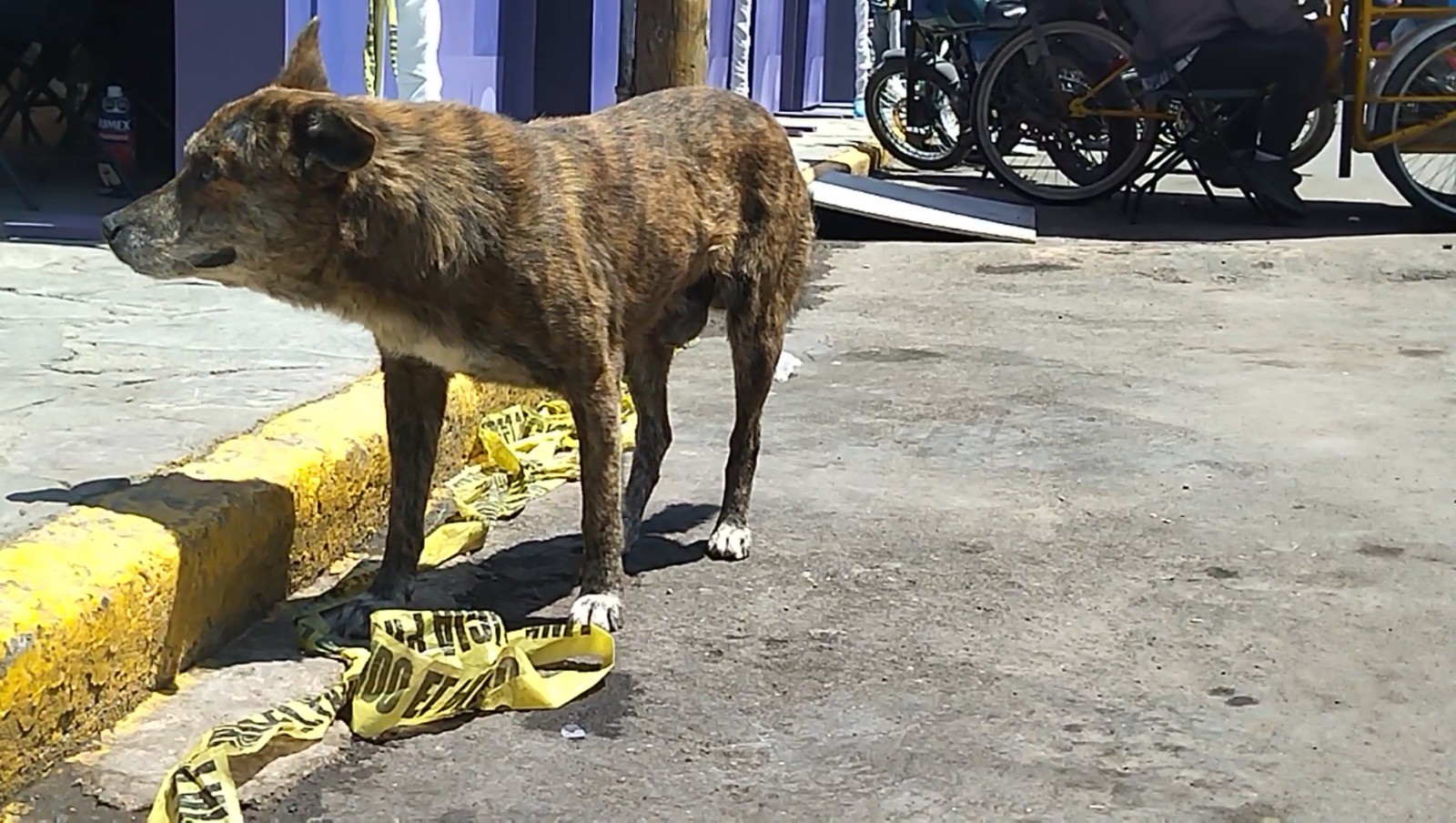 Impugnan reglamento para impedir sacrificio de perros y gatos ferales en Celaya