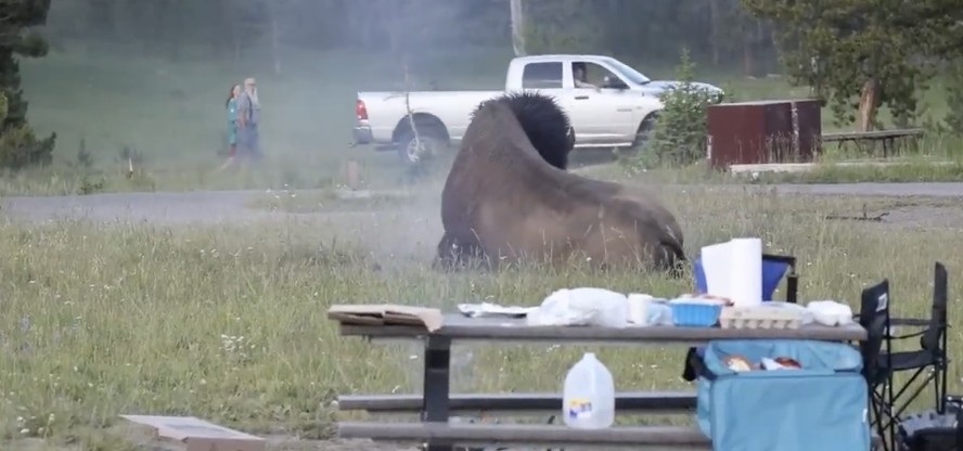Bisonte embiste a un hombre en un parque de Yellowstone y el ataque queda grabado
