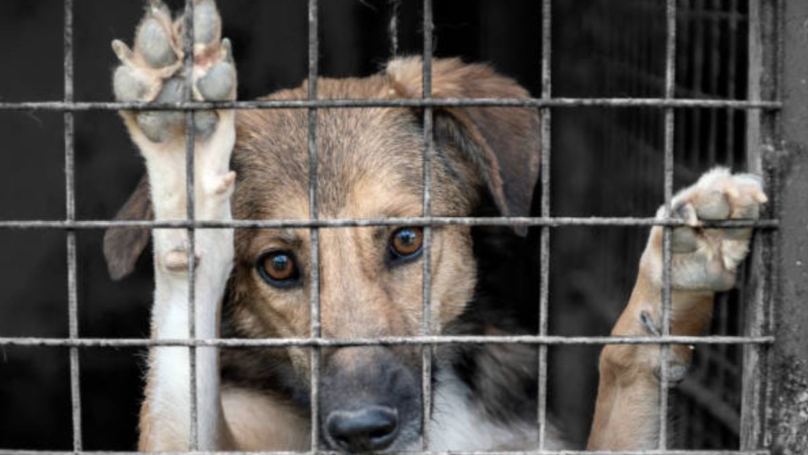 ¡Van por penas más severas! Buscan hasta 10 años de cárcel por maltrato animal en Guanajuato