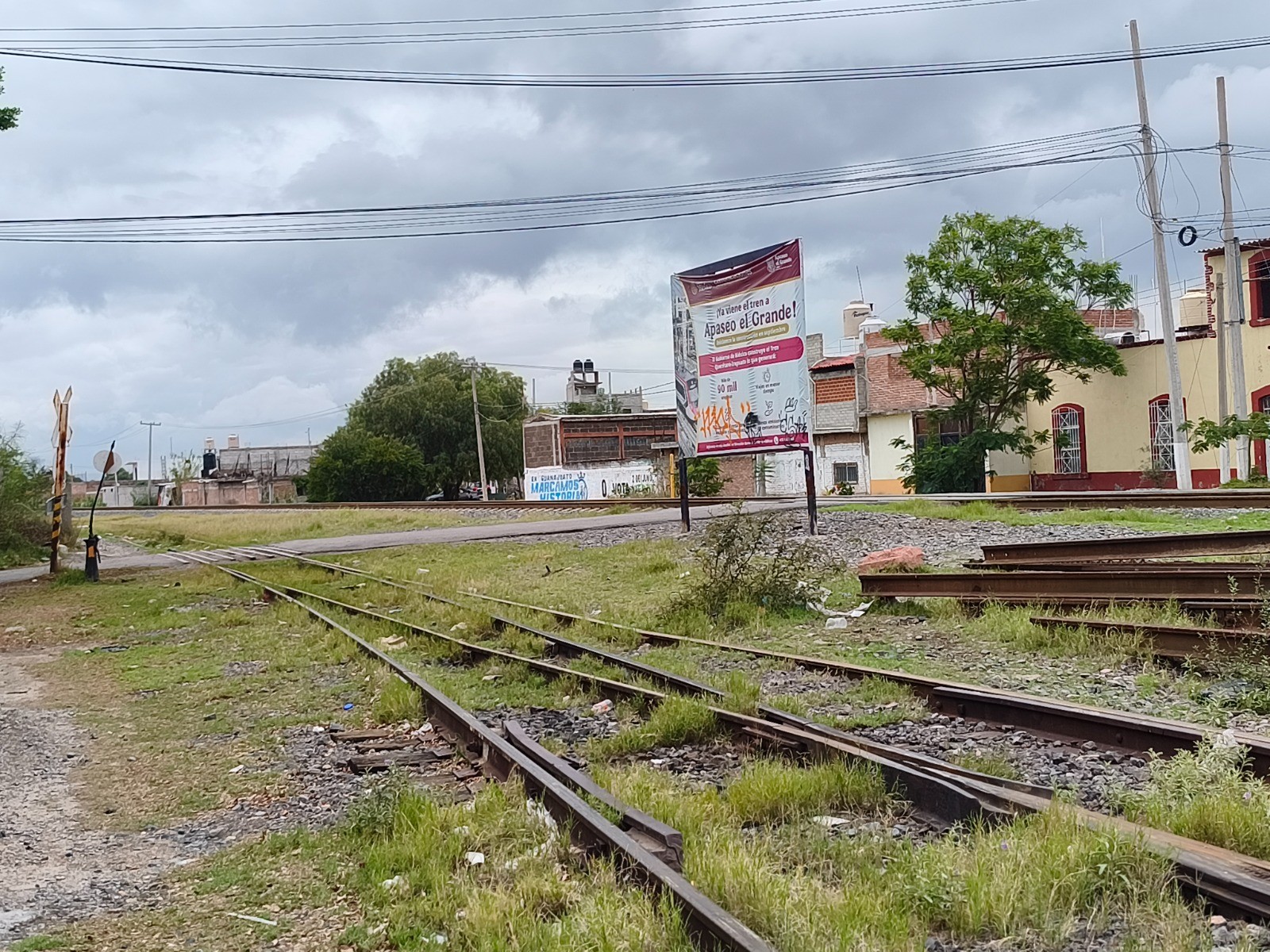 Obra del tren Querétaro-Irapuato ha provocado la tala de unos 100 árboles en Apaseo el Grande