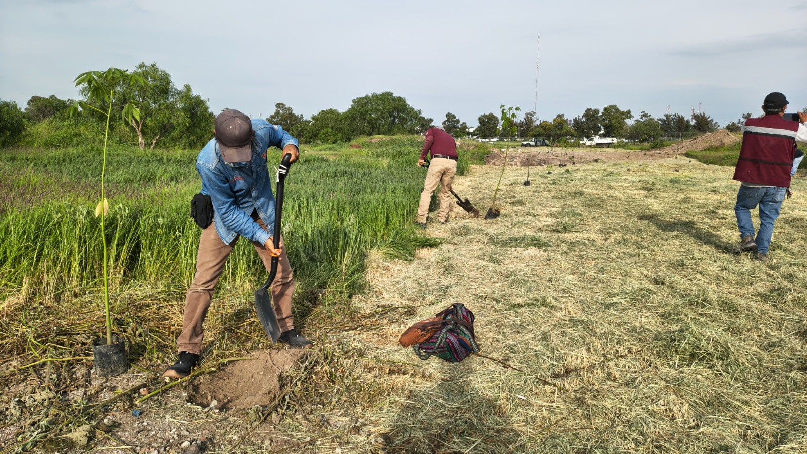 Celaya planta 3 mil árboles en mega jornada de reforestación en la ciudad