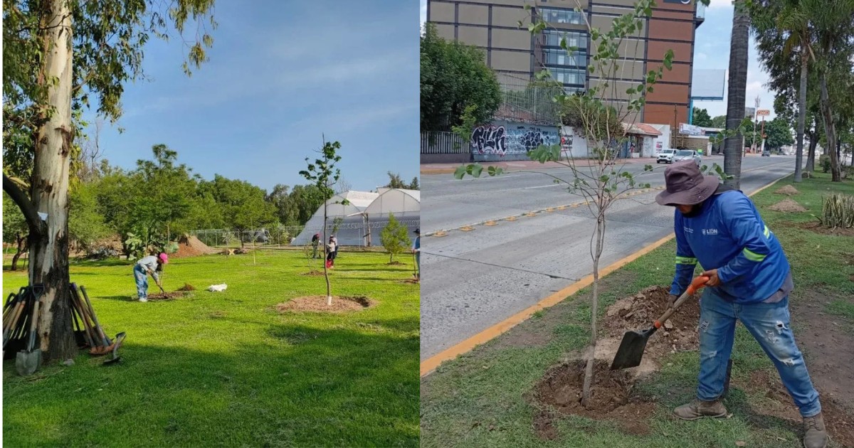 ¿Vas a podar tu árbol en León? Posiblemente necesites permiso; las multas alcanzan los 58 mil pesos
