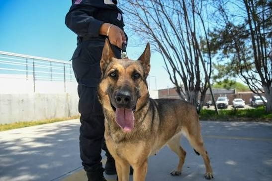 Rescatistas piden investigar muerte de un perro durante operativo de las FSPE en León