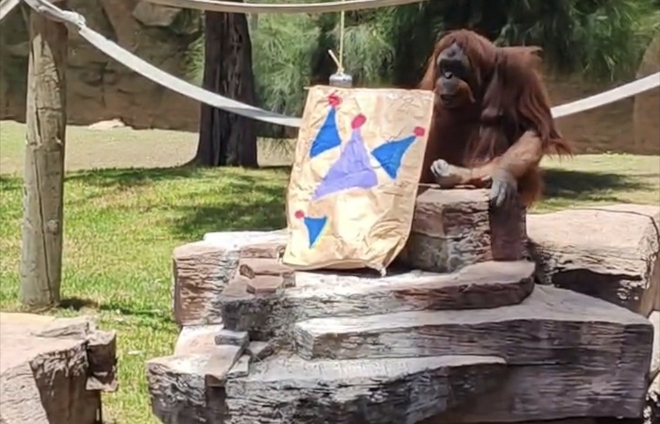 ¡Feliz cumpleaños, Tang! La orangutana más querida de León celebra 42 años