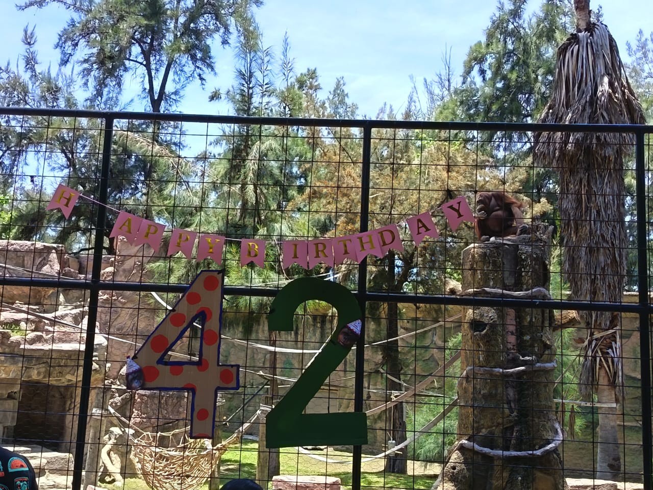 ¡Feliz cumpleaños, Tang! La orangutana más querida de León celebra 42 años