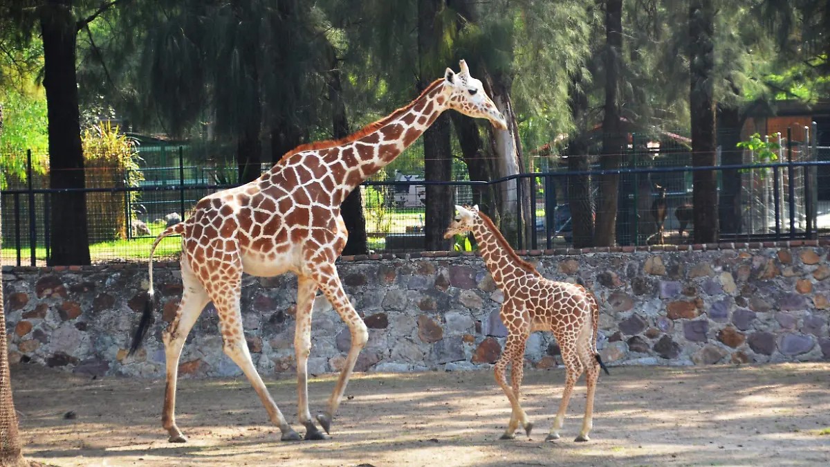 Muere jirafa tras accidente en el Zoológico de León; investigan causas del incidente