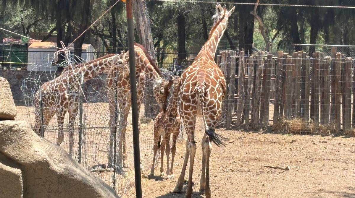 Jirafa murió por una caída, no por una descarga eléctrica: directora del Zoológico de León