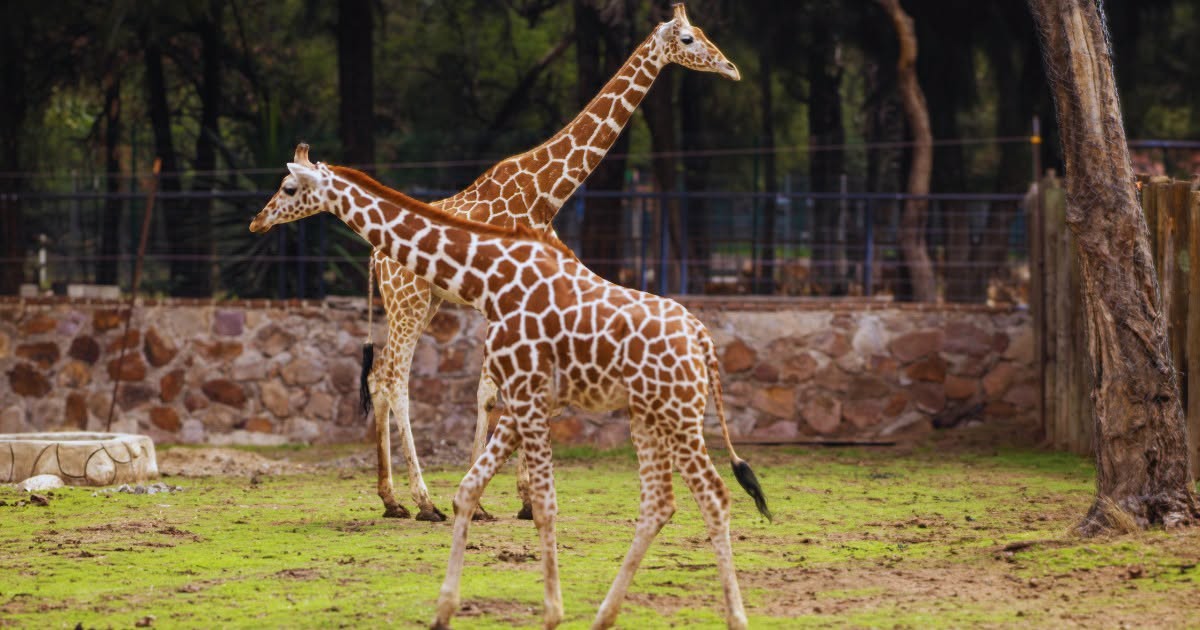 Jirafa habría muerto por descarga eléctrica en Zoológico de León