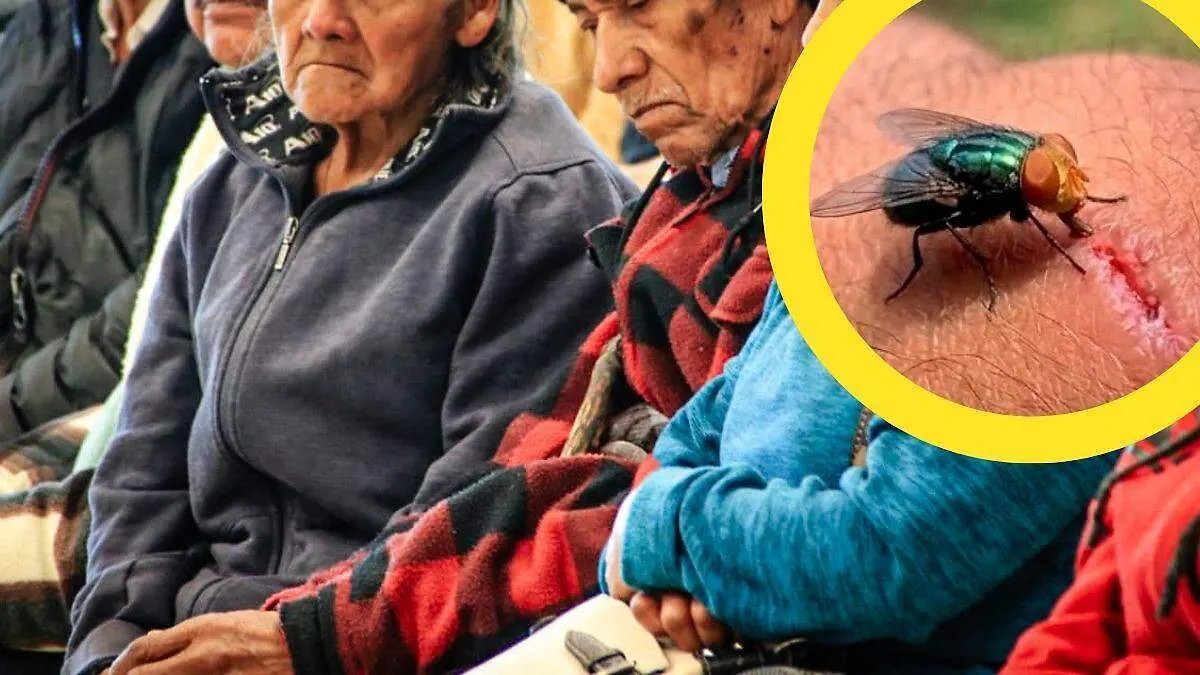 Guanajuato registra tercer caso de miasis por gusano barrenador; no hay pacientes activos
