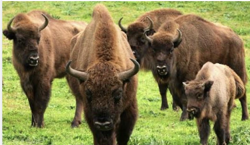 Pelea entre machos deja sin vida a un bisonte del ZooLeón
