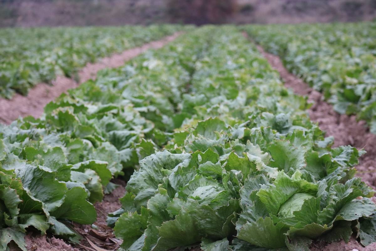 Caso de Taylor Farms no afecta exportaciones de alimentos de Guanajuato, dice COFOCE