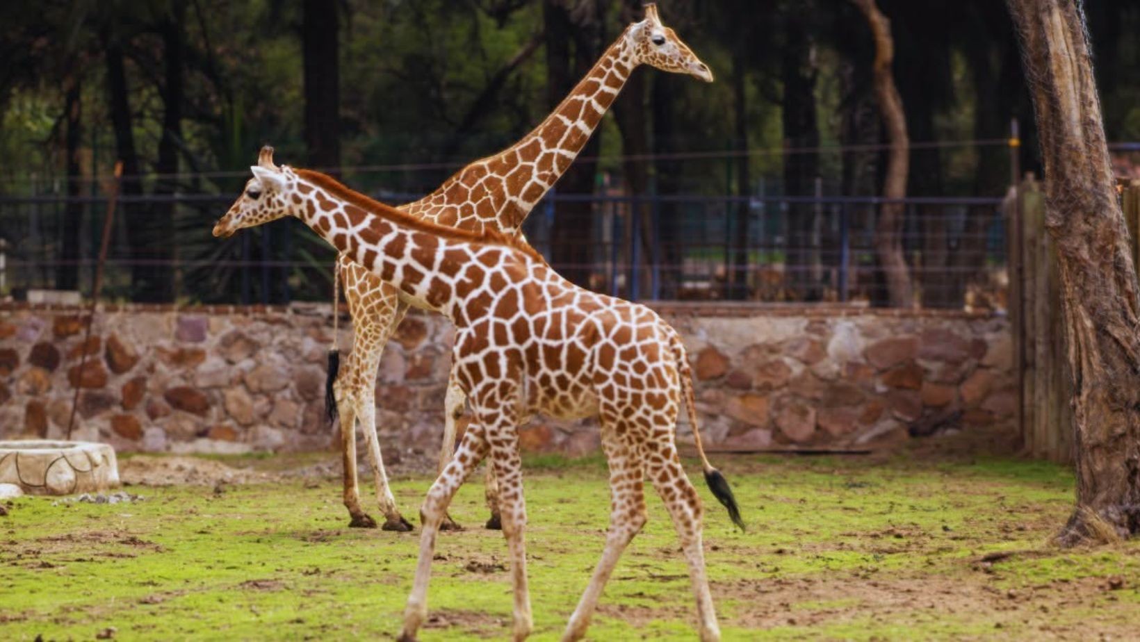 Revisan hábitat del Zoológico de León tras muerte de la jirafa Oldie