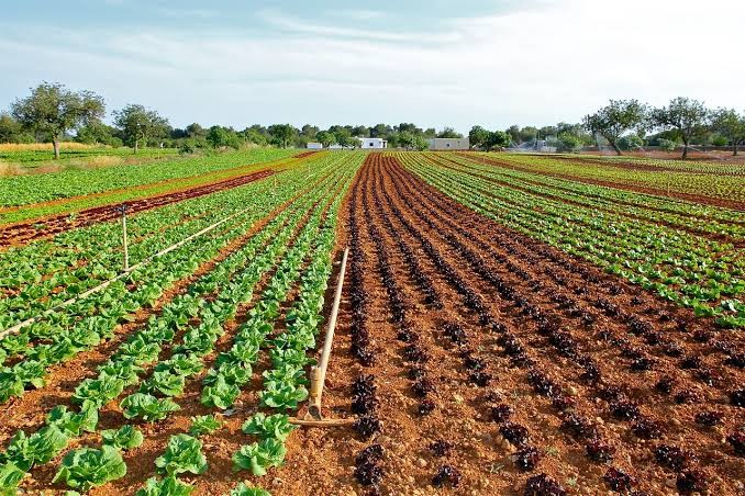 Investigan posibles violaciones laborales en dos campos agrícolas de Guanajuato