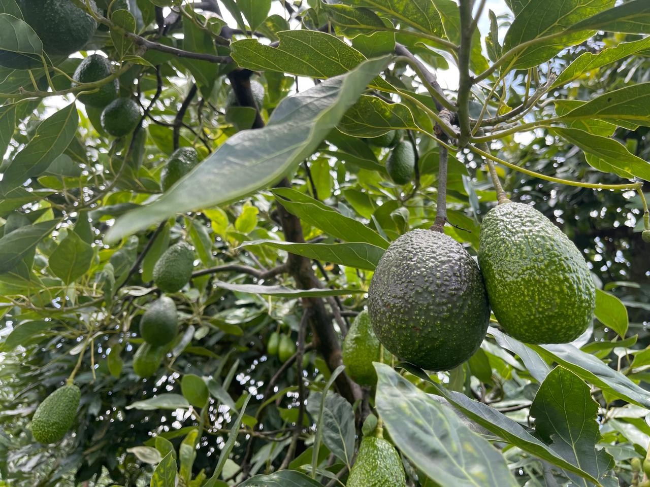 Amenazas y extorsiones ponen en riesgo inspecciones de aguacate en Michoacán