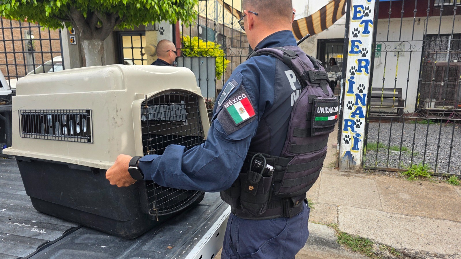 Resguardan a Orco tras ser abandonada afuera de una veterinaria en Celaya