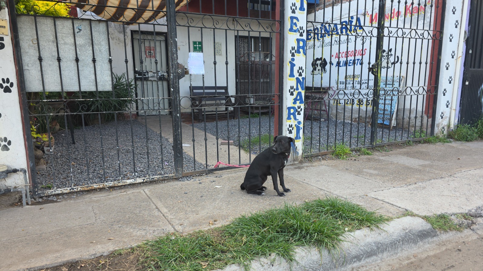 Abandonan a 'Orco' afuera de una veterinaria en Celaya; buscan darle una segunda oportunidad