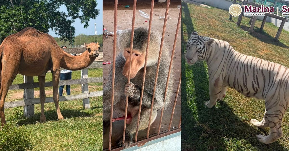 Golpe al huachicol destapa un zoológico clandestino; había 135 animales exóticos