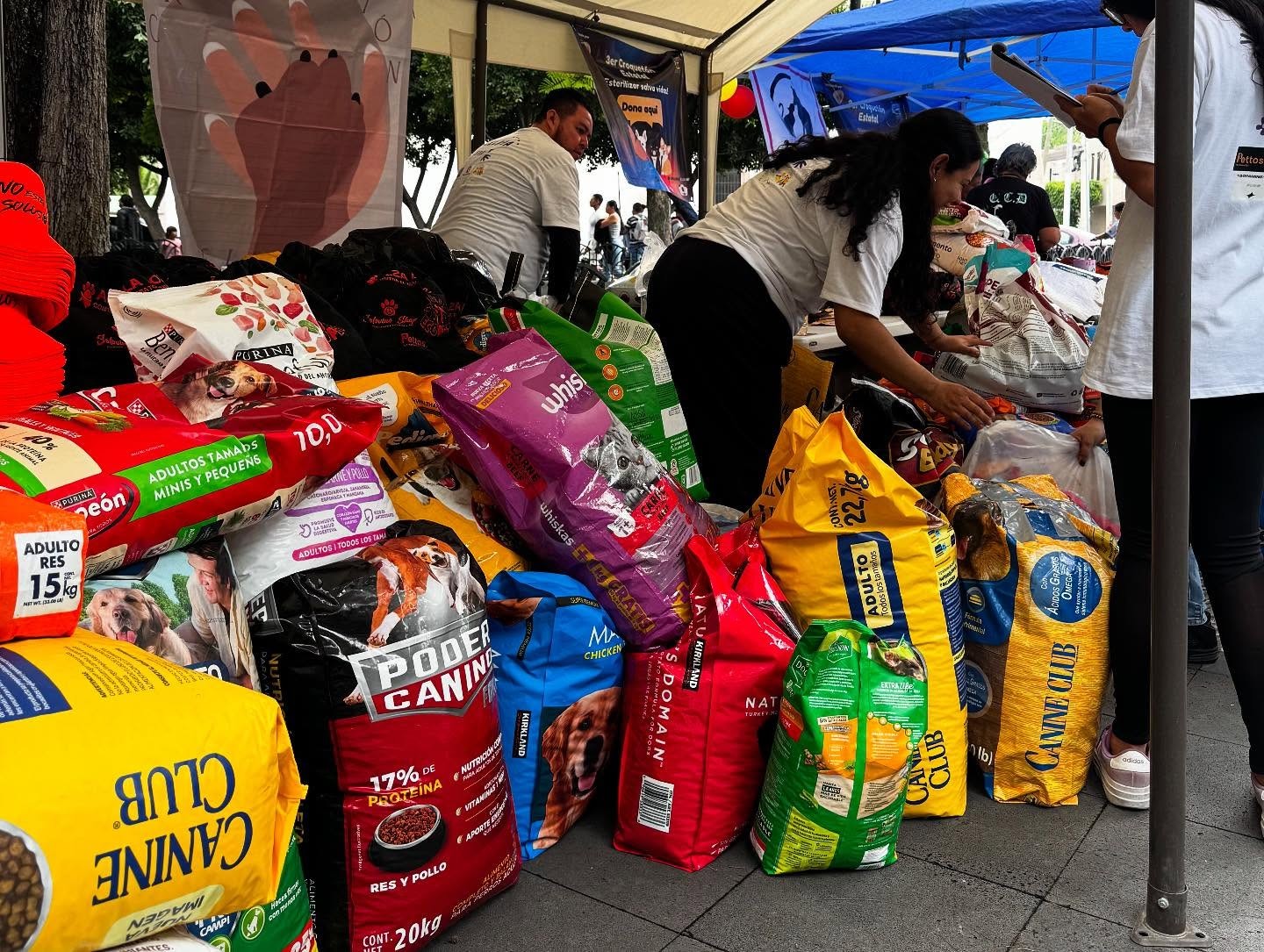 Regresa el Croquetón Celaya ante aumento de abandono y maltrato animal