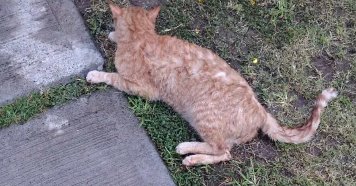 No avanza investigación por envenenamiento de gatos en Héroes de León