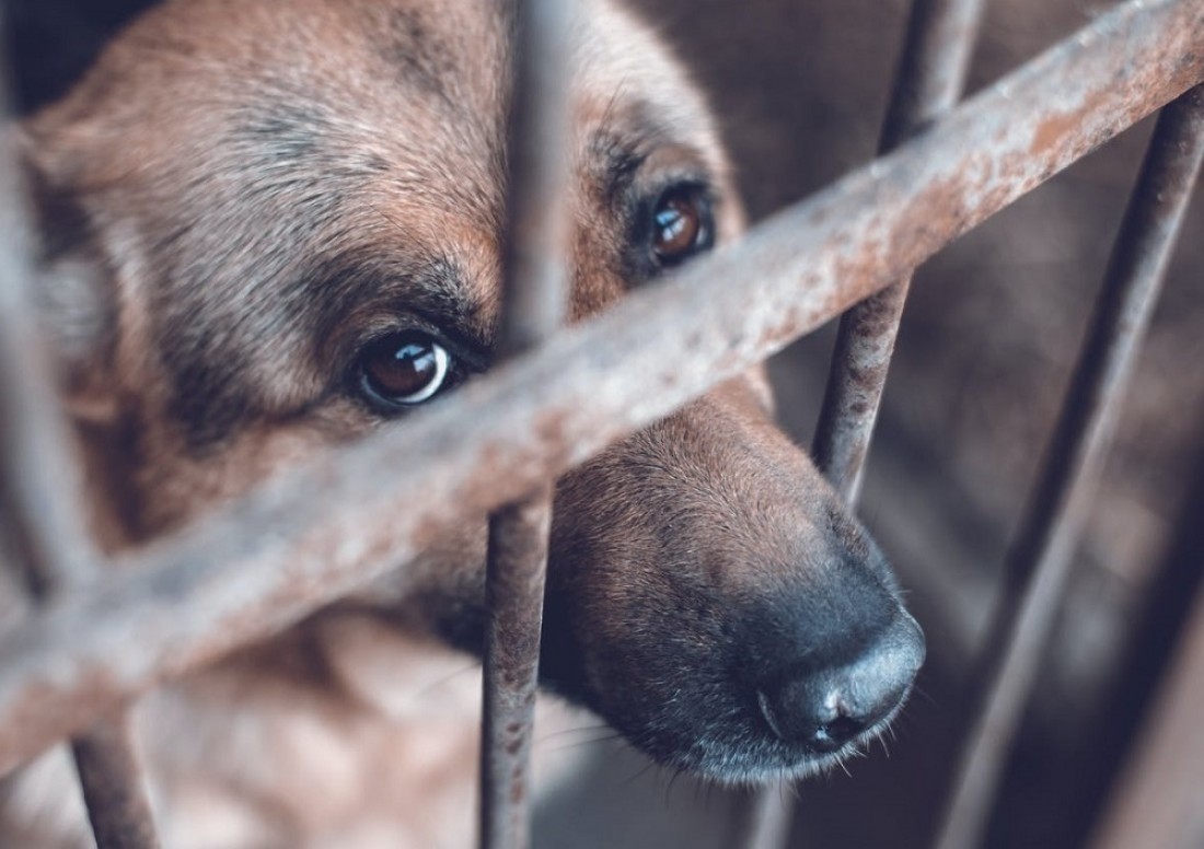 No todo reporte termina en sanción: así se atienden los casos de presunto maltrato animal en León