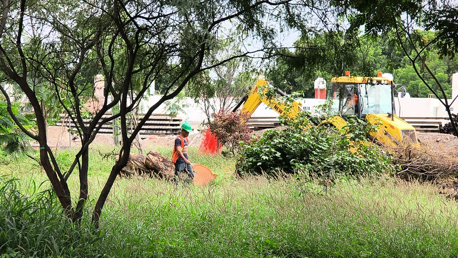 Concluye tala y trasplante de árboles por obras del tren de pasajeros en Celaya