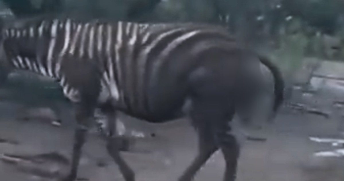 Muere en Zoológico de León cebra y su cría tras complicaciones en labor de parto