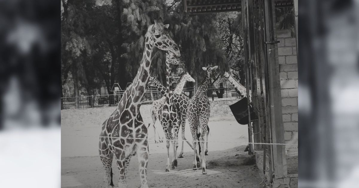 Otra pérdida en el Zoológico de León: muere Mayra, una jirafa de apenas 4 años