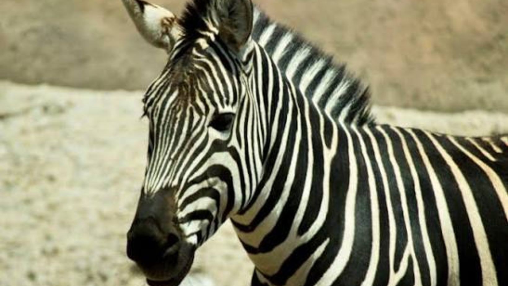 Zoológico de León rechaza falta de atención a cebra