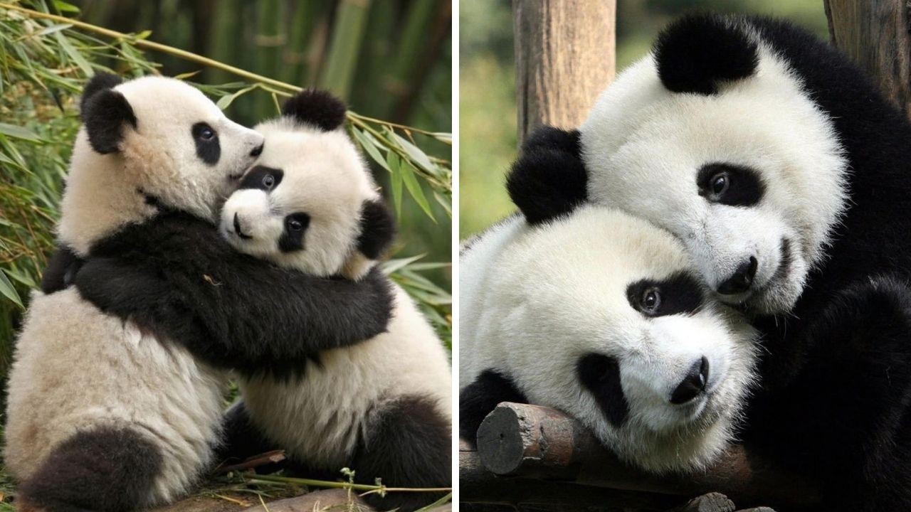 ¡Exceso de ternura! Los adorables pandas Ping Ping y Fu Shuang llegaron a Atlanta