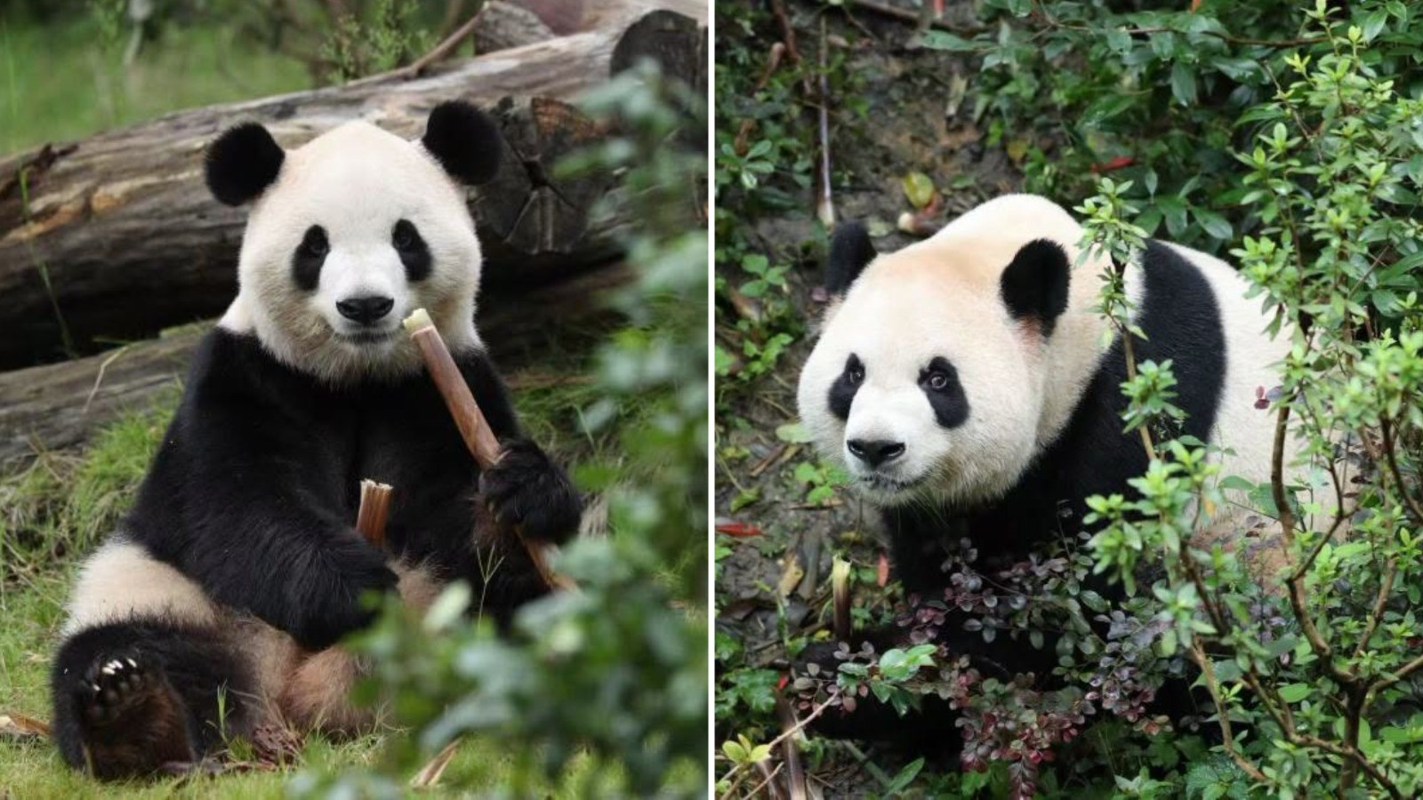 ¡Bienvenidos, Ping Ping y Fu Shuang! Dos pandas gigantes llegan a Atlanta tras acuerdo entre China y EU